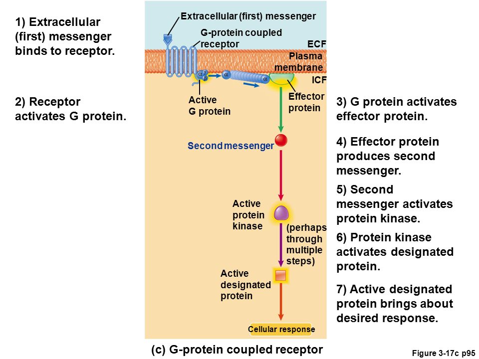 1) Extracellular (first) messenger binds to receptor.