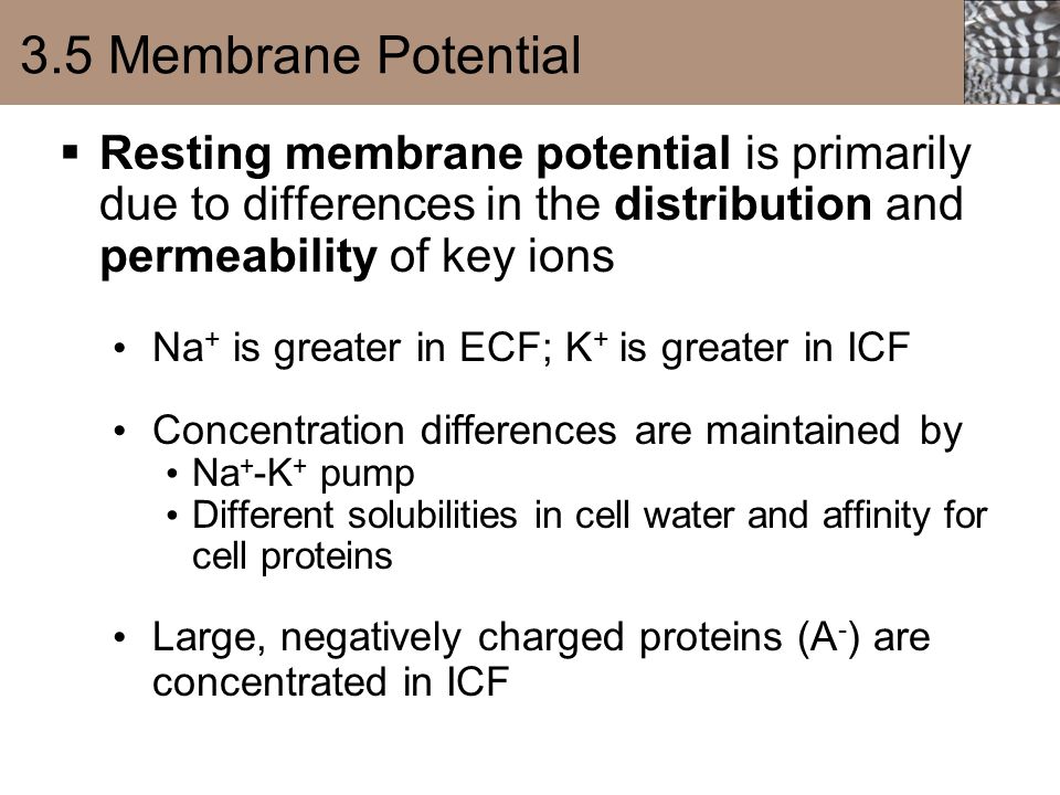 3.5 Membrane Potential Resting membrane potential is primarily due to differences in the distribution and permeability of key ions.