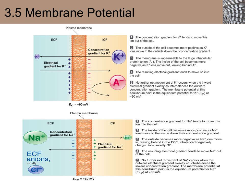 3.5 Membrane Potential 45