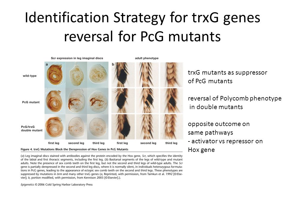 Identification Strategy for trxG genes reversal for PcG mutants