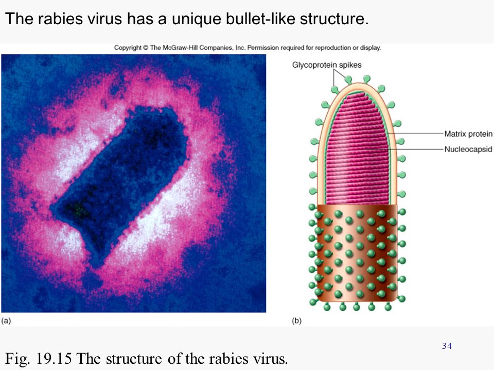 The rabies virus has a unique bullet-like structure.