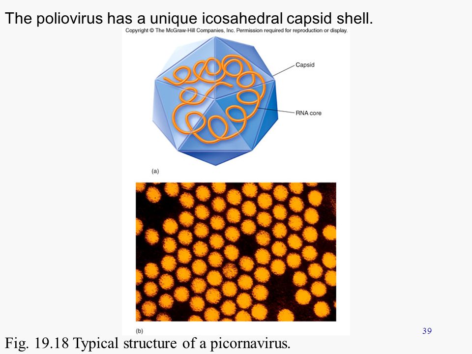 The poliovirus has a unique icosahedral capsid shell.