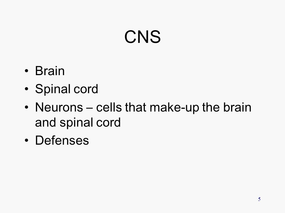 CNS Brain Spinal cord Neurons – cells that make-up the brain and spinal cord Defenses