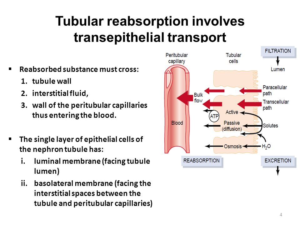 Tubular Reabsorption Ppt Video Online Download