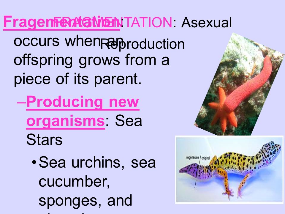 Sexual Reproduction Ppt Download