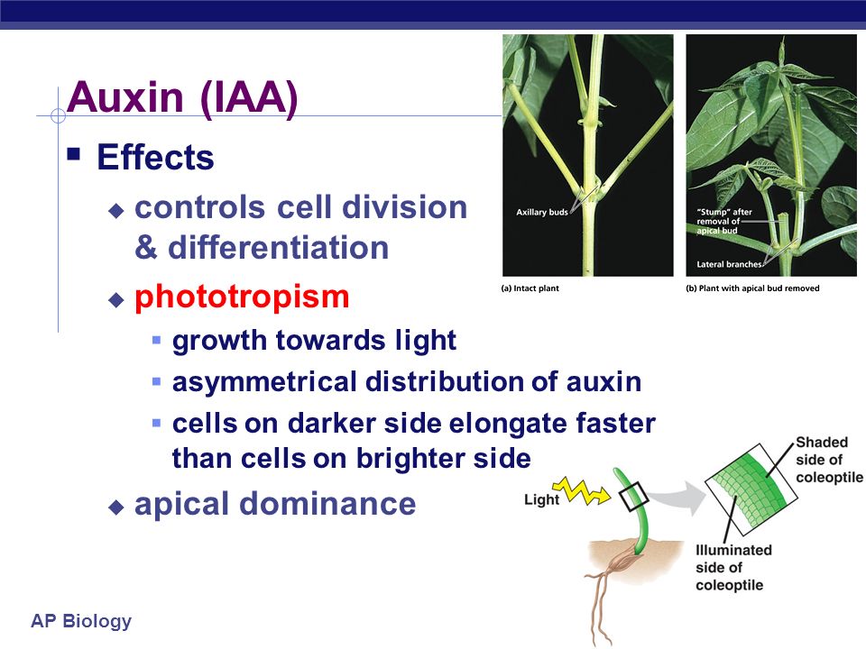 Auxin (IAA) Effects controls cell division & differentiation