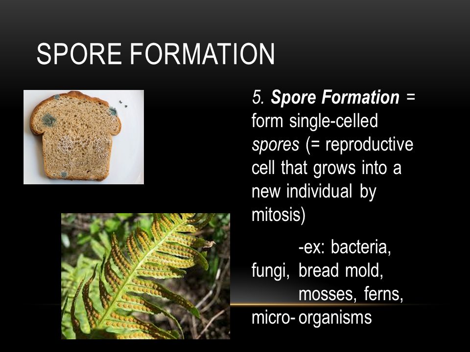 spore formation in fern