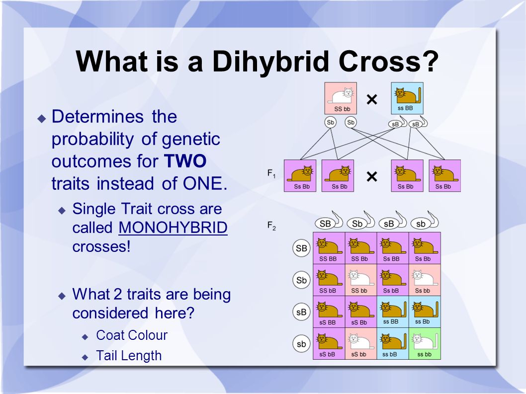 Presentation on theme: "Two Trait Crosses: The Dihybrid Cross"- P...