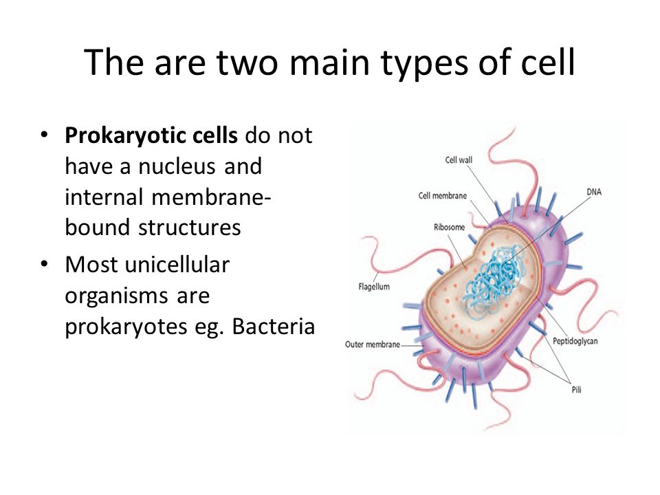 The are two main types of cell