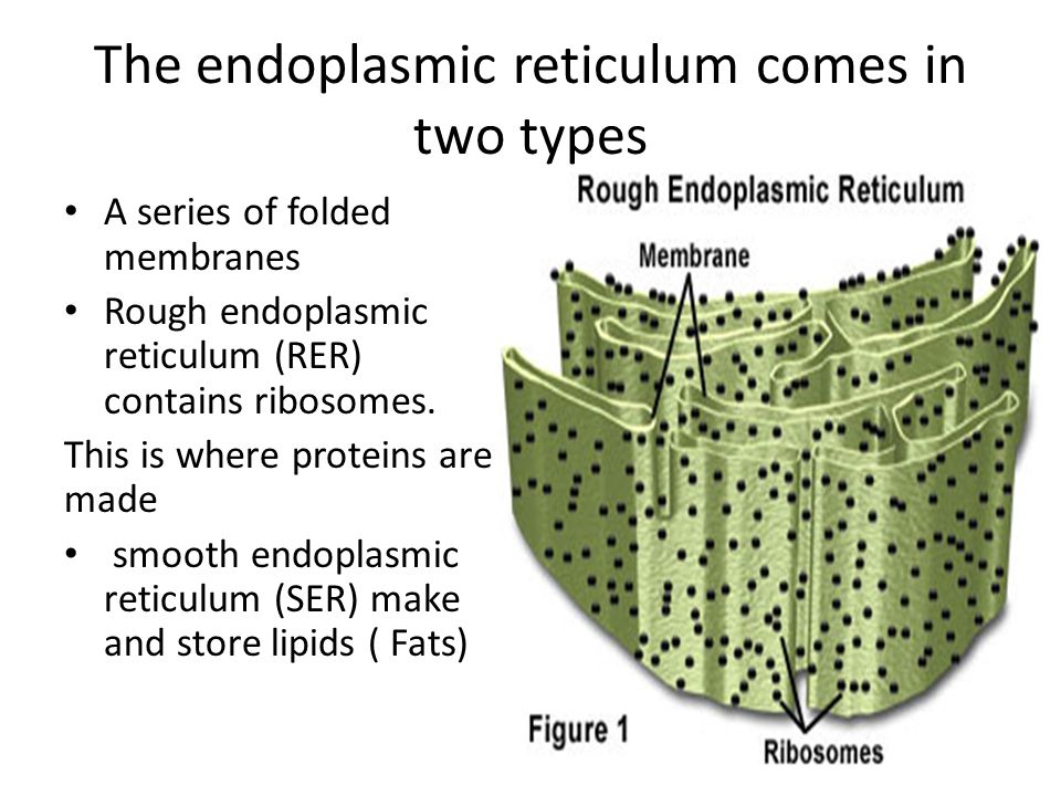 The endoplasmic reticulum comes in two types
