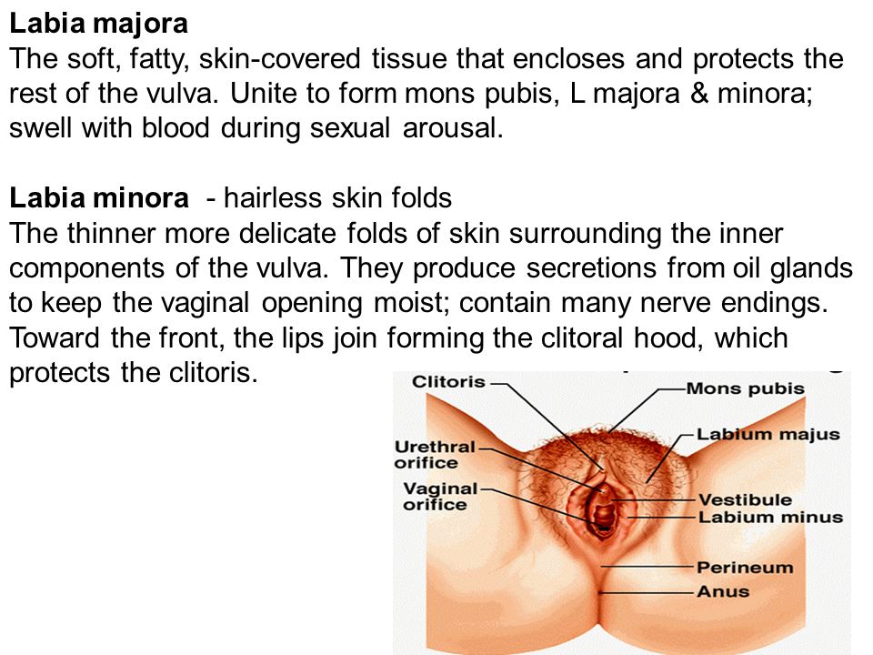 Clinical anatomy of the vulva, vagina, lower pelvis, and perineum