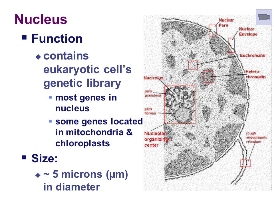 Nucleus Function contains eukaryotic cell’s genetic library Size: