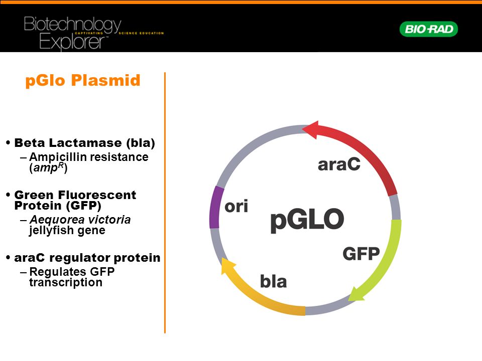 Pglo Transformation And Purification Of Ppt Video Online Download