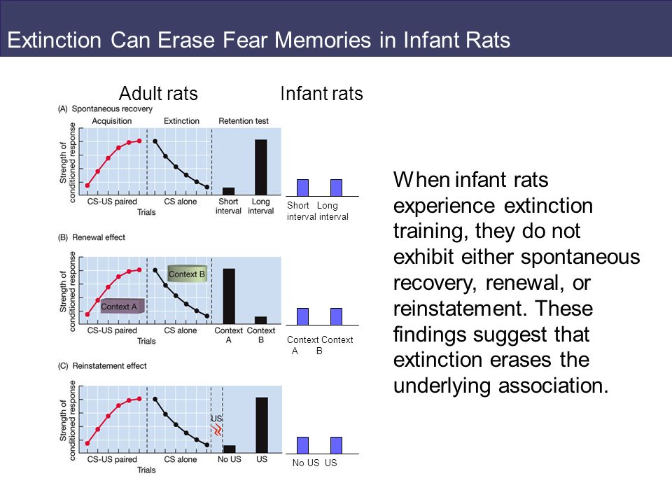 Extinction Can Erase Fear Memories in Infant Rats