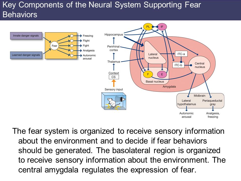 Key Components of the Neural System Supporting Fear Behaviors