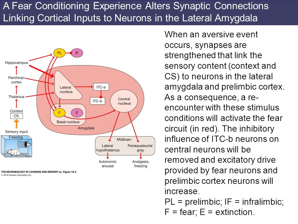 A Fear Conditioning Experience Alters Synaptic Connections Linking Cortical Inputs to Neurons in the Lateral Amygdala