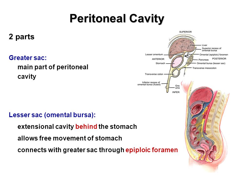 Peritoneal Cavity 2 parts Greater sac: main part of peritoneal cavity.