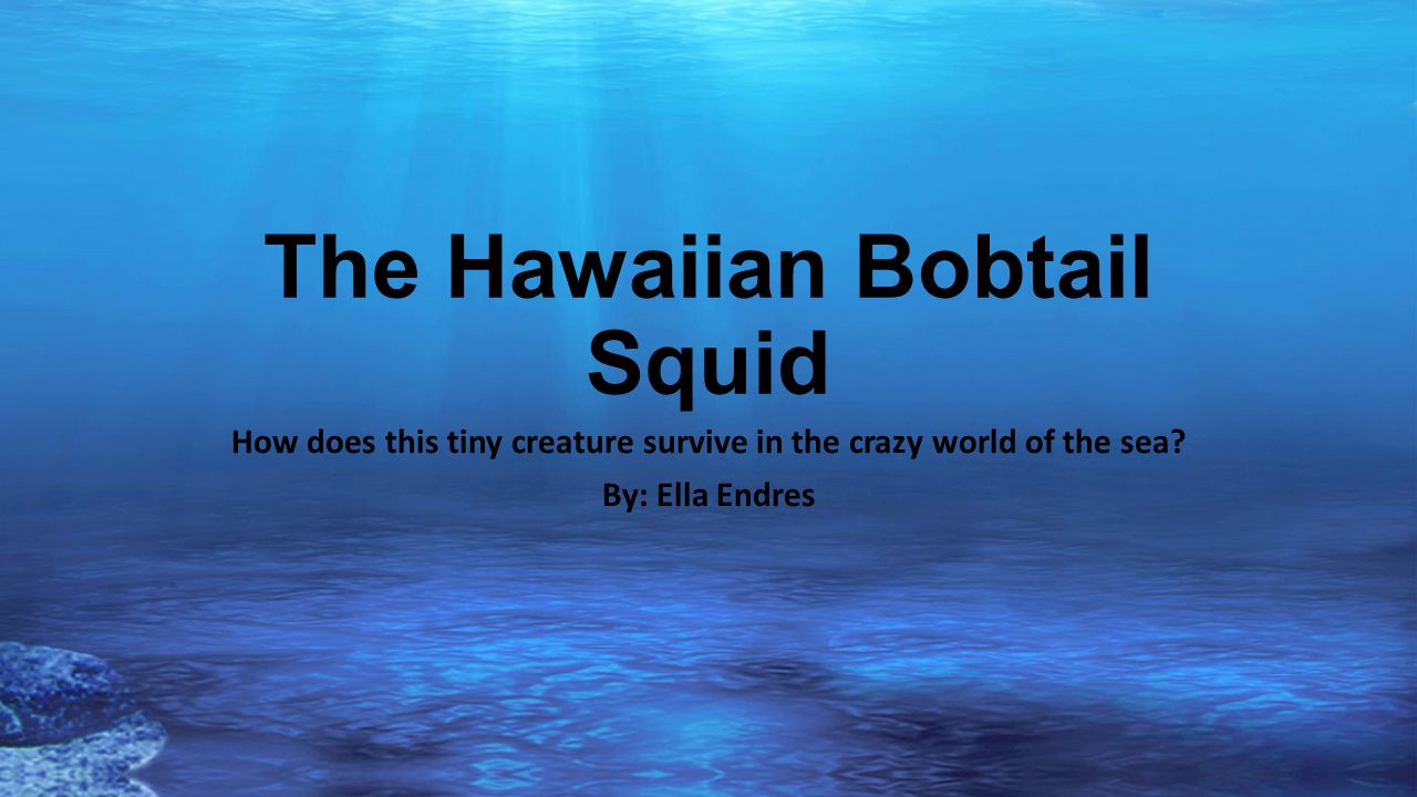 The Hawaiian Bobtail Squid