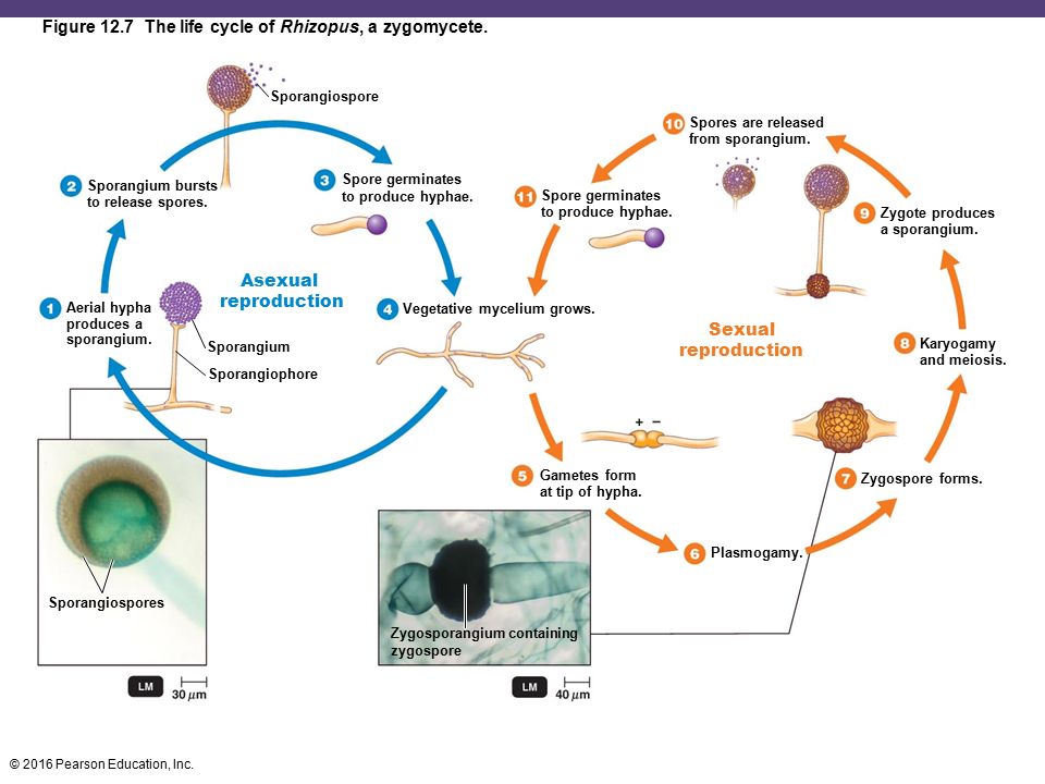 Figure 12.7 The life cycle of Rhizopus, a zygomycete. 