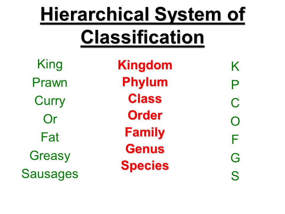 Classification : to define a species and describe how they are named to state the principles of classification In each picture below, are the. - ppt video online download Classification : to define a species and describe how they are named to state the principles of classification In each picture below, are the. - ppt video online download