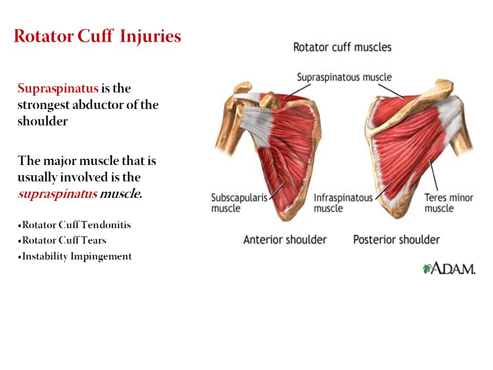 Chapter 2 Shoulder And Arm Ppt Video Online Download