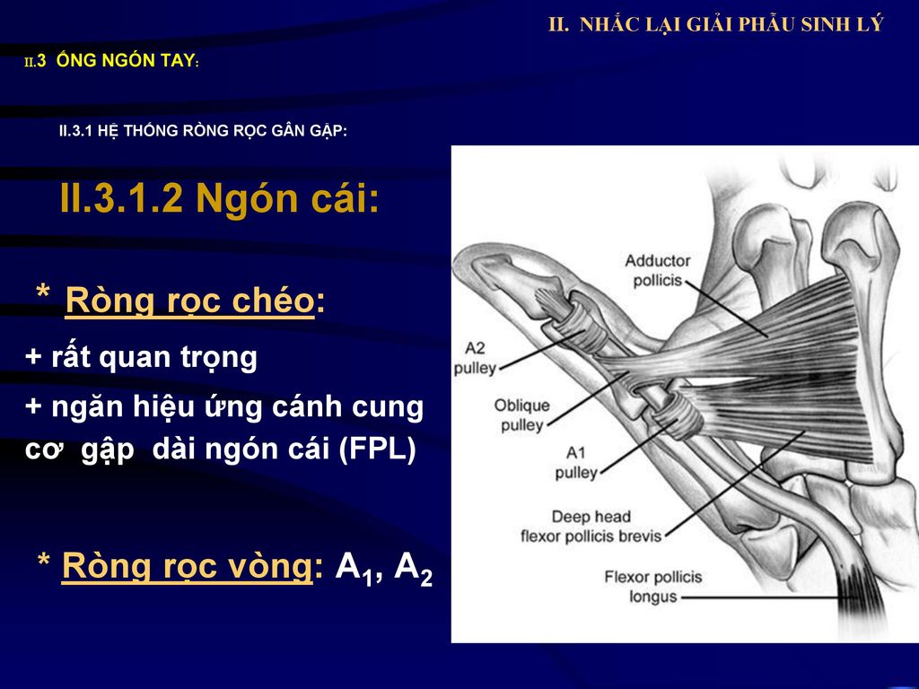 II. NHẮC LẠI GIẢI PHẪU SINH LÝ