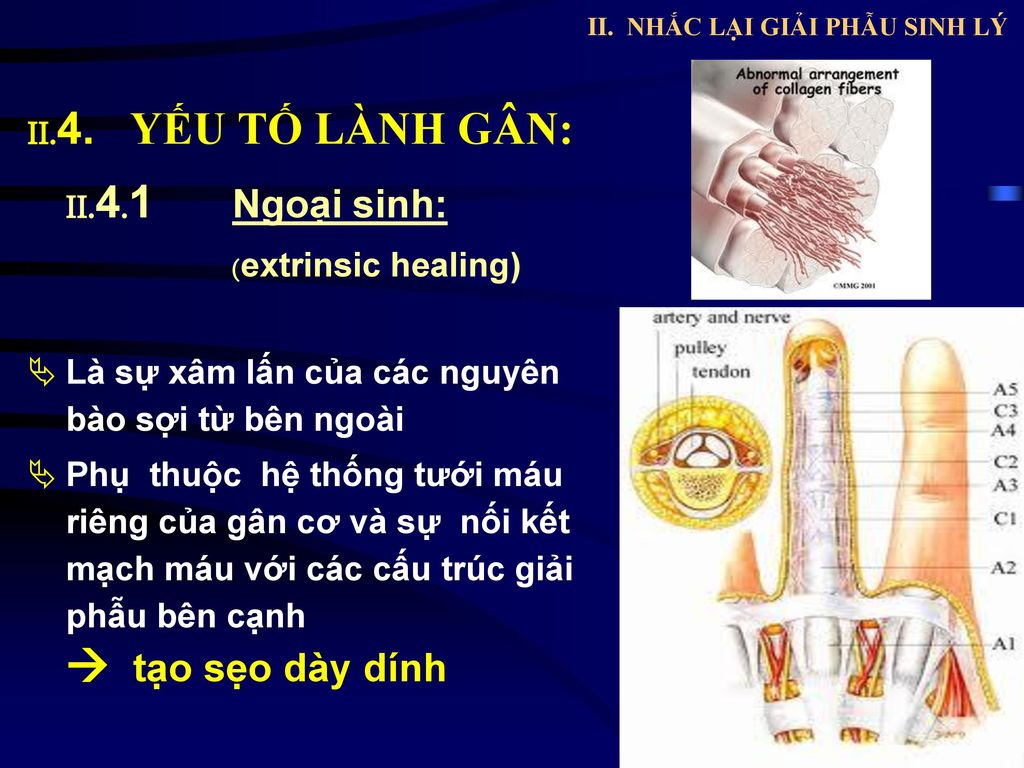 II. NHẮC LẠI GIẢI PHẪU SINH LÝ