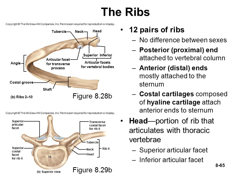 The Ribs Copyright © The McGraw-Hill Companies, Inc. Permission required fo...