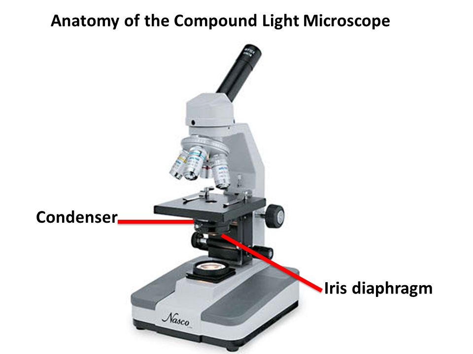 Найти микроскоп. Конденсор и диафрагма микроскопа. Строение микроскопа конденсор. Ирис диафрагма в микроскопе. Микроскоп строение конденсор Аббе.
