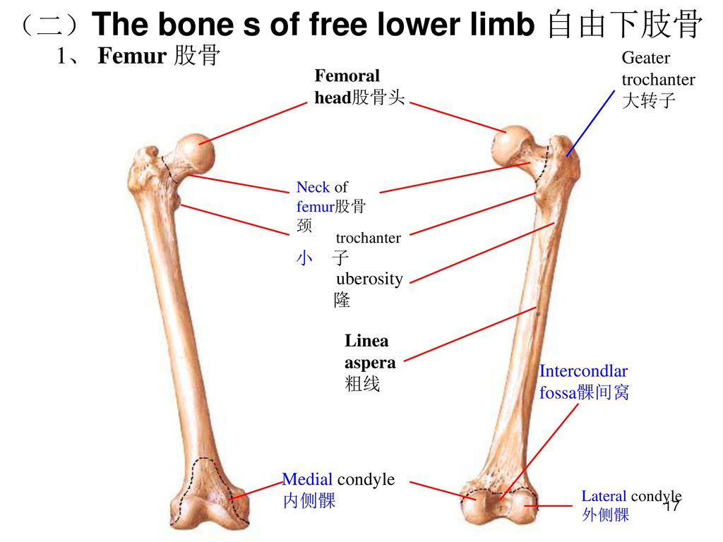 The bones form. Bones of lower Limb#. Bones of lower Limb the femur. Limb перевод.