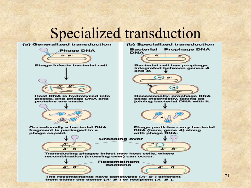 Gene transmission in bacteria Transformation - ppt download