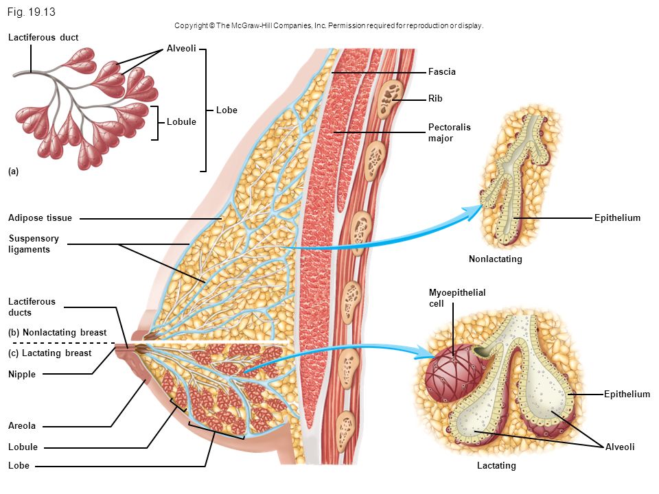 Fig Lactiferous duct Alveoli Fascia Rib Lobe Lobule Pectoralis