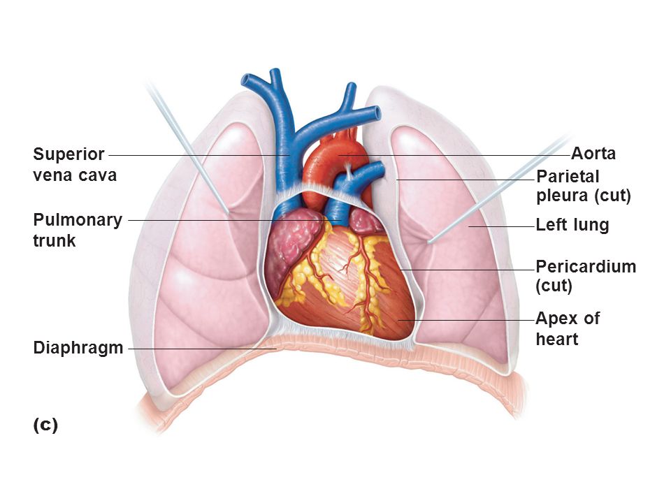 The Mediastinum & Anatomy of the Heart (CR1) Flashcards