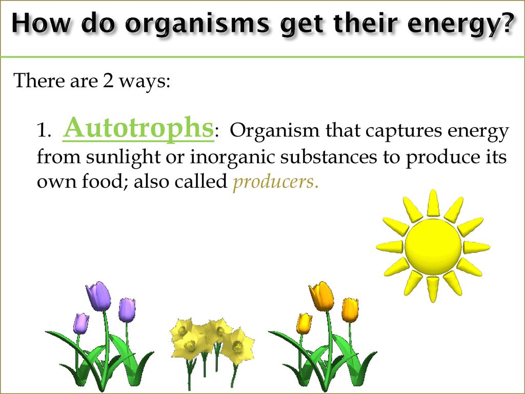 Ecology Energy, Cycles, & Human Impact - Ppt Video Online Download