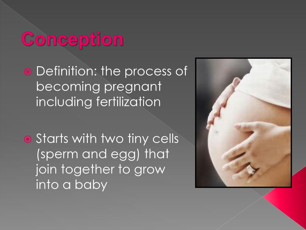 From conception to birth ppt download