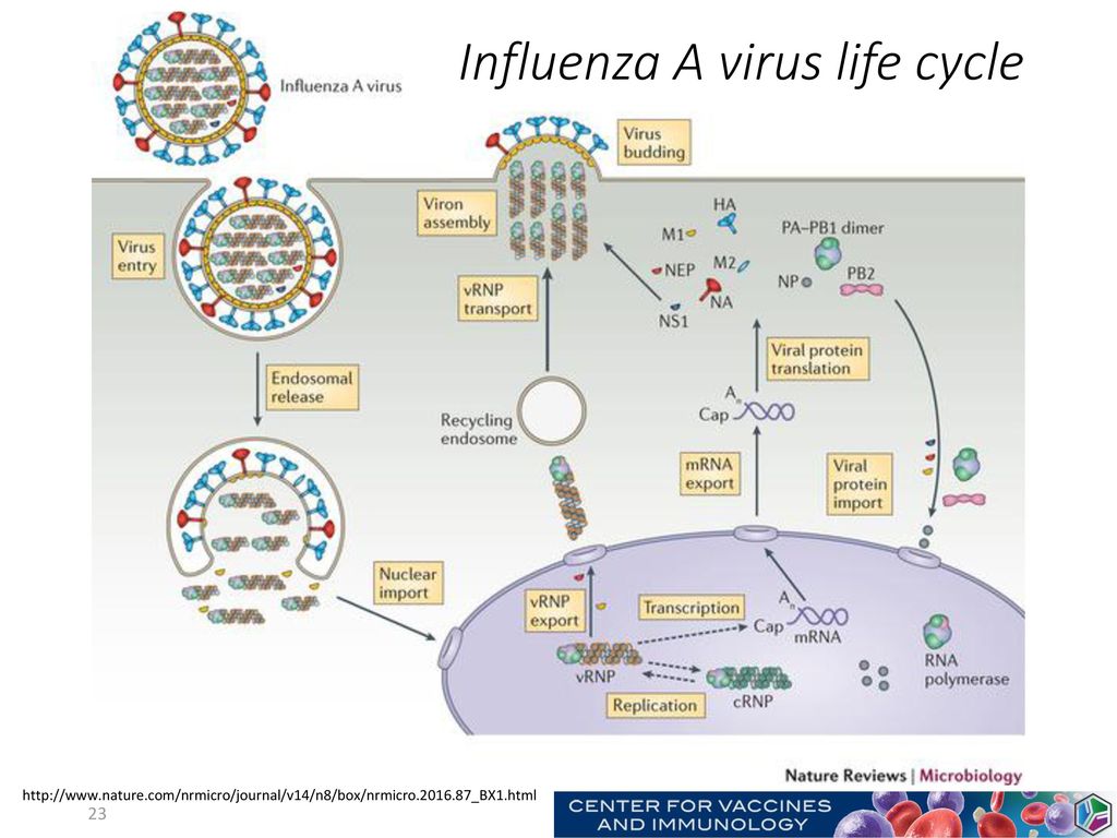 Influenza A virus life cycle