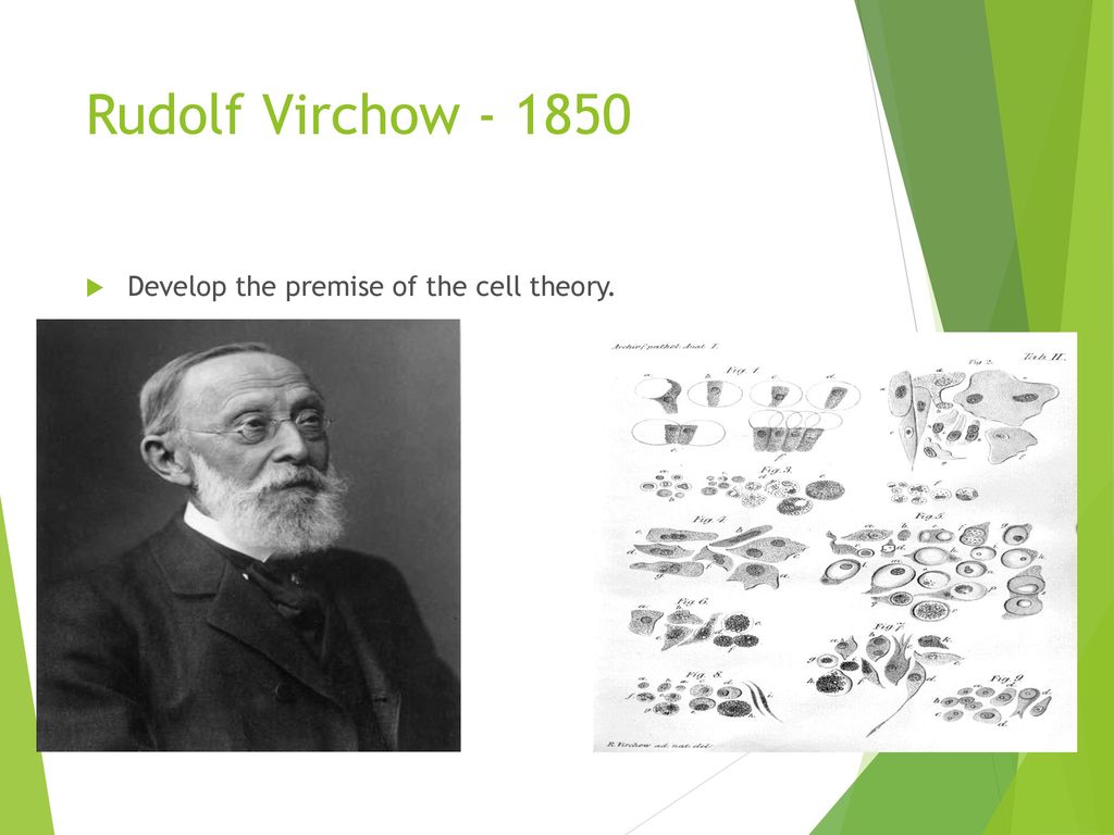 Rudolf Virchow Develop the premise of the cell theory.