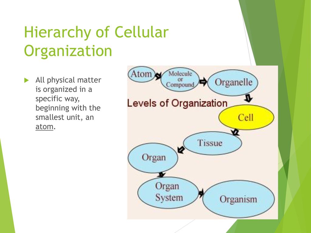 Hierarchy of Cellular Organization