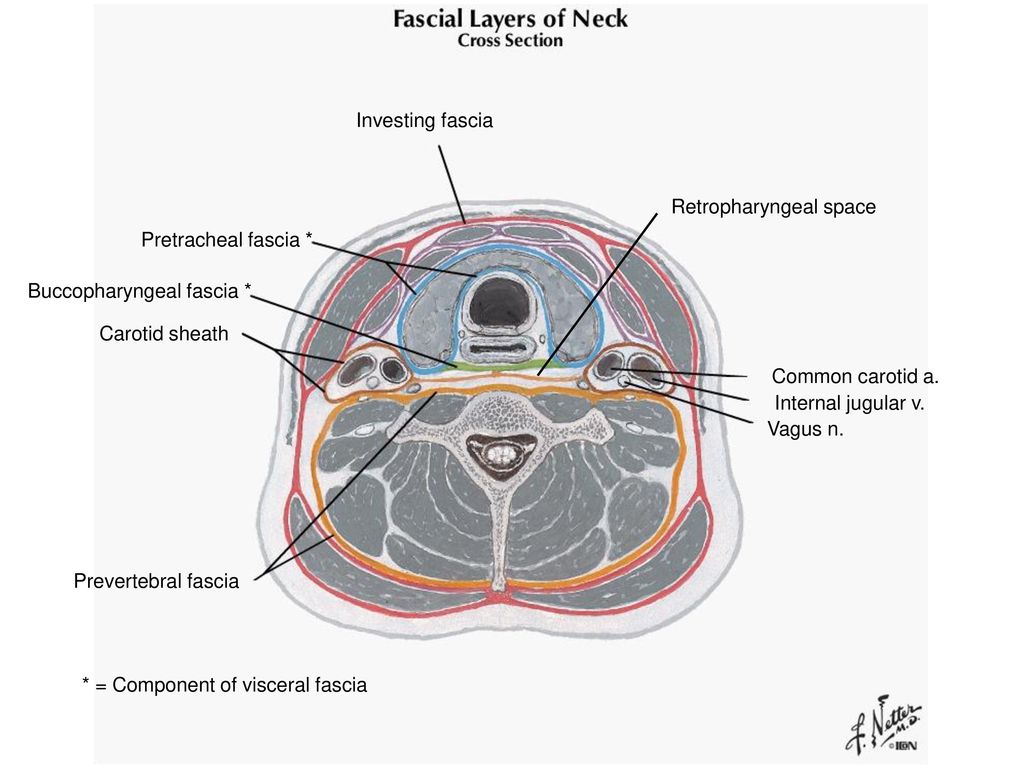 Cellular space. Retropharyngeal Space. Neck fascia. Фасция фарингобазилярис.