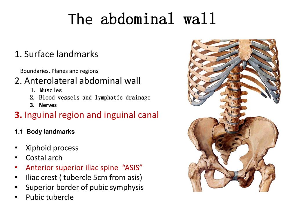 The abdominal wall 1. Surface landmarks