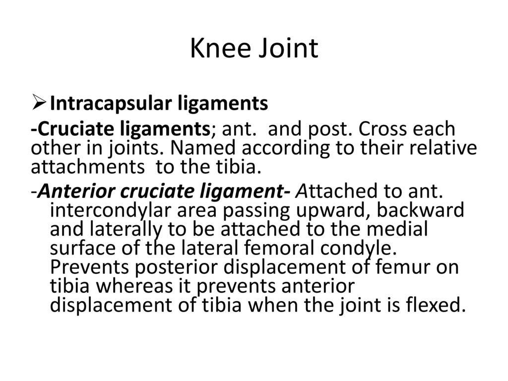 ANATOMY OF THE LOWER LIMB - ppt download