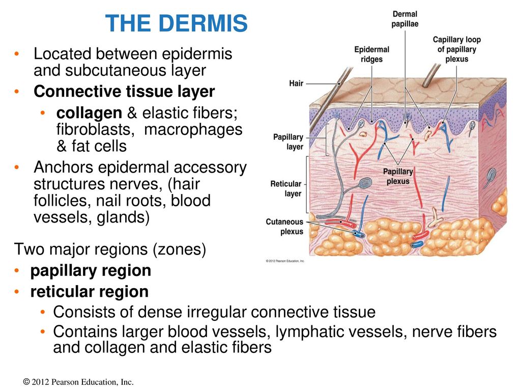 The Integumentary System - ppt download