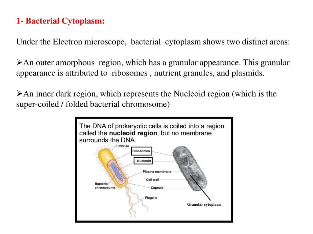 1- Bacterial Cytoplasm: