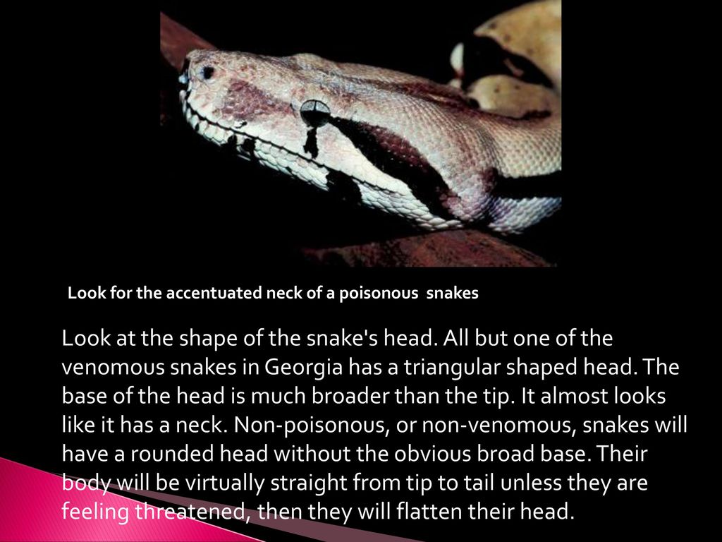 Snakes-poisonous & Non poisonous, venom ,biting mechanism