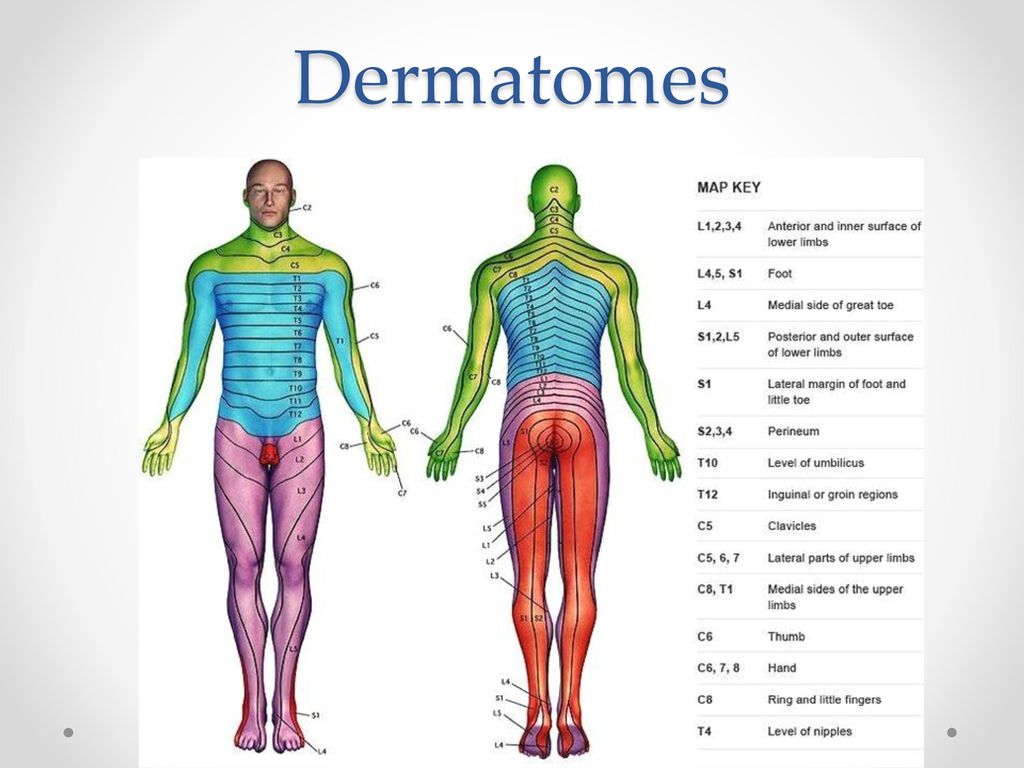 Dermatomes.