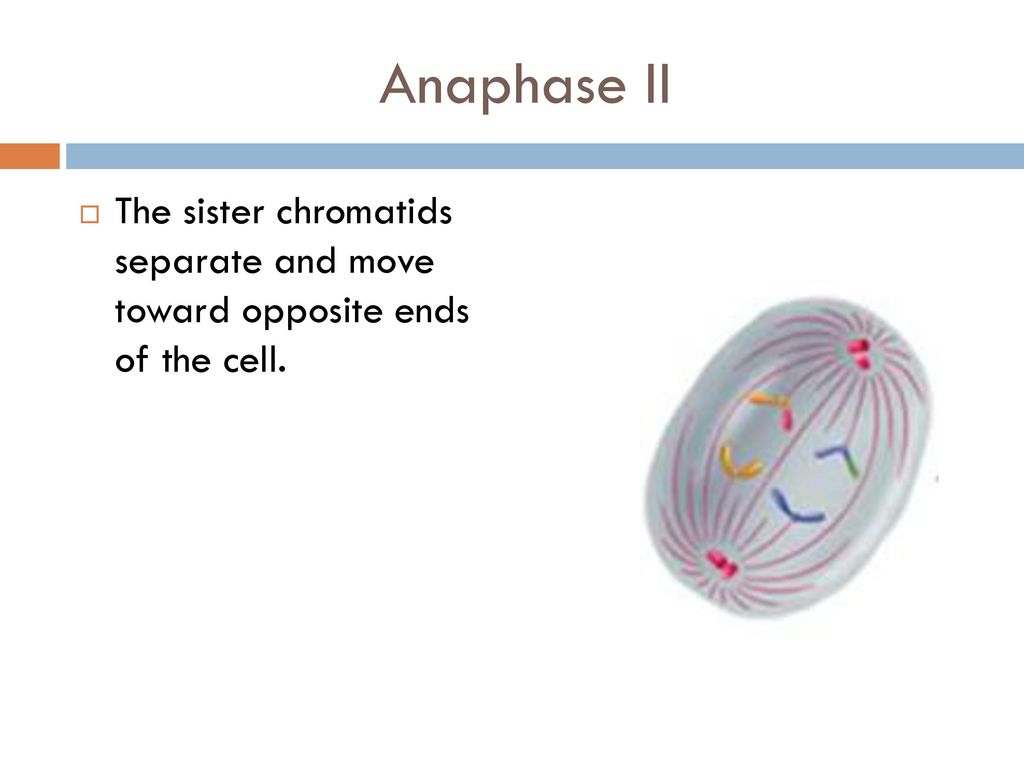 Anaphase II The sister chromatids separate and move toward opposite ends of the cell.