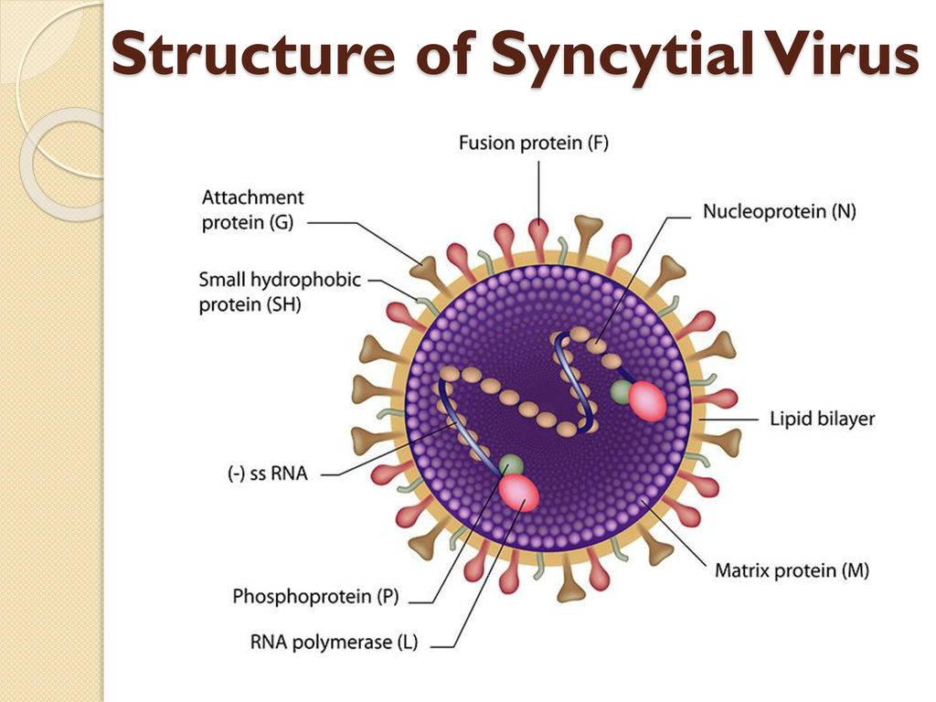 Find viruses. Респираторно-синцитиальный вирус человека. РС вирус. Антигены респираторно-синцитиального вируса. Вирулентность вируса это.