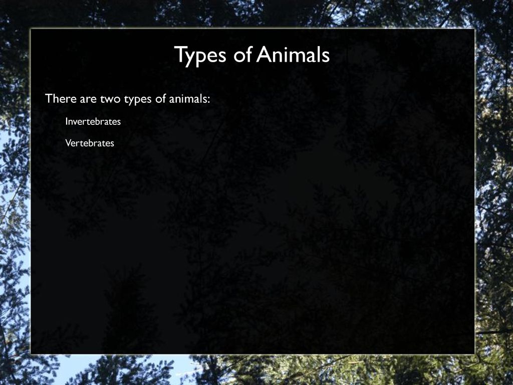 Types of Animals  There are two types of animals:  Invertebrates
