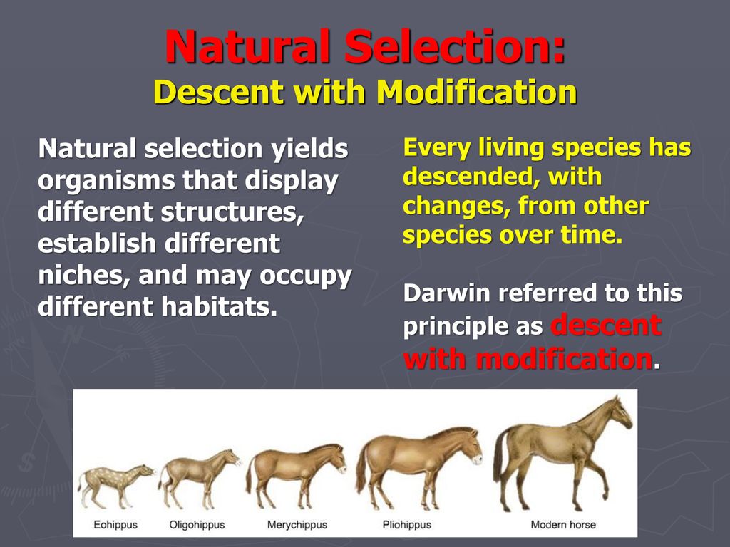 Natural selection yields organisms that display different structures, estab...