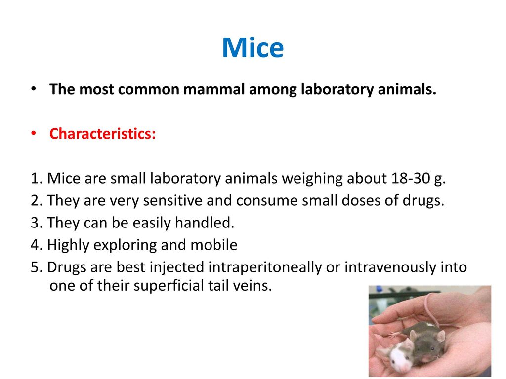 Lab.  : Introduction to experimental pharmacology , handling of laboratory  animals & drug administration. - ppt download